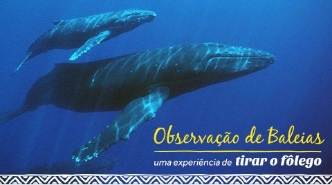 Observação de Baleias: uma experiência de tirar o fôlego